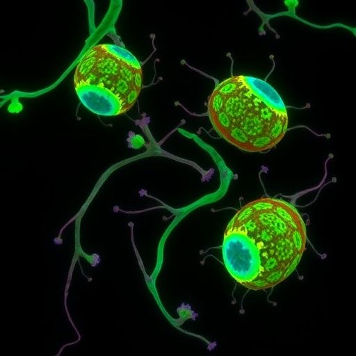 Metformin eases interferon-driven dendritic cell inflammation in STAT1 gain-of-function disease