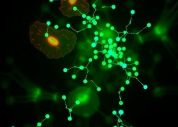 Metformin restores mitochondrial quality control in Down syndrome fibroblasts