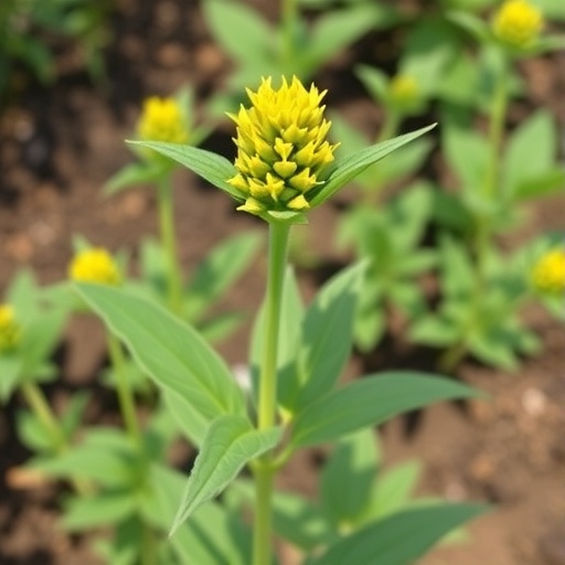Methyl jasmonate metabolomic biomarkers reveal heat stress tolerance in mustard