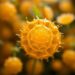 Microbial lipids from volatile fatty acids offer sustainable tailored production