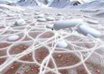 Microbial niches drive species turnover on Tibetan Plateau glacier surfaces