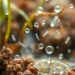 Microplastics may ferry chemicals, pathogens and antibiotic resistance genes through ecosystems