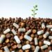 Microplastics reshape microbial control of soil carbon in saline-alkali soils