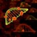 MicroRNAs drive liver cancer regulation and offer new treatment hope