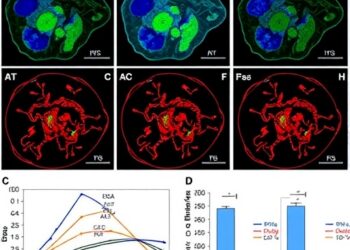 Microwave ablation plus anti-LAG-3 boosts CD8+ T cell antitumor immunity
