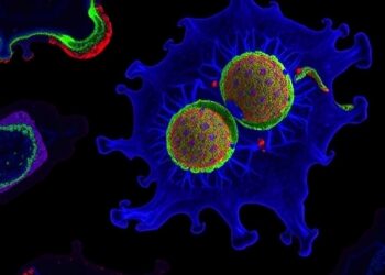 miR-155-5p reshapes tumors and macrophages across diverse cancers