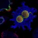 miR-155-5p reshapes tumors and macrophages across diverse cancers
