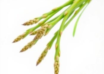 Mitochondrial genome of Chinese asparagus reveals genetic secrets of its medicinal value