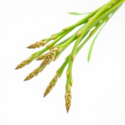 Mitochondrial genome of Chinese asparagus reveals genetic secrets of its medicinal value