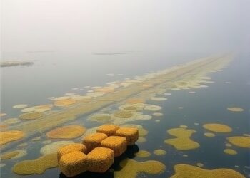 Molecular traces reveal divergent sulfur organic matter evolution in hypoxic Yangtze Estuary