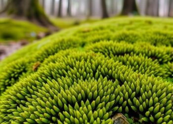 Moss biomonitoring reveals toxic element air pollution across Bosnia and Herzegovina
