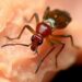 Mouthparts of cadaver-associated astigmatan mites vary for feeding on flesh
