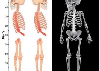 Multi-institutional study benchmarks human variability in pediatric bone age AI