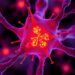 Multi-omics reveals chromatin states governing tendon cell homeostasis