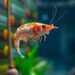 Multimodal AI system tracks shrimp growth and guides smart feeding decisions