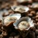 Multiomics approach reverses age-related disease susceptibility in oysters