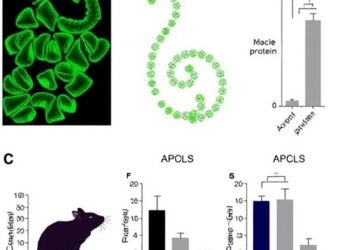 Mung bean protein hydrolysate protects against muscle atrophy in rats