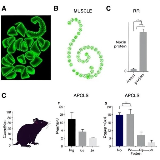 Mung bean protein hydrolysate protects against muscle atrophy in rats
