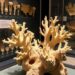 Museum coral skeletons reveal sea temperature and salinity impacts on chemistry