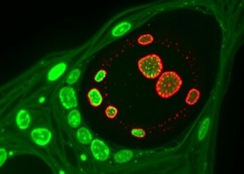 MYSM1 halts cervical cancer growth by activating ITPR1-driven autophagy