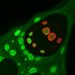 MYSM1 halts cervical cancer growth by activating ITPR1-driven autophagy