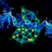 New bispecific TCR-like antibody targets PRAME complex for cancer immunotherapy