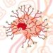 Novel genes link cecal microbiota to lipid deposition, genome-wide study finds