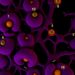 Pancreatic cancer organoids uncover genes driving chemotherapy resistance