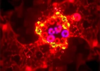 Plasma p-tau217 to Aβ42 ratio shows flaws for Alzheimer’s diagnosis