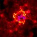 Plasma p-tau217 to Aβ42 ratio shows flaws for Alzheimer’s diagnosis