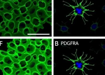 PROCR and PDGFRA co-expression functionally identifies endothelial progenitor cells