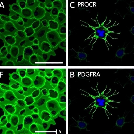 PROCR and PDGFRA co-expression functionally identifies endothelial progenitor cells