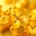 Quercetin-stabilized gold nanoparticles show promise against bacteria, inflammation, and cancer
