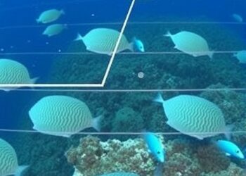 Reef communities in Indonesian archipelago shifted over millennia, study finds