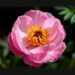 Scientists reveal sugar transporter gene regulation in peony by ABA signals