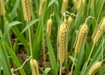 Scientists uncover genes controlling grain yield in harsh growing conditions