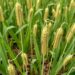 Scientists uncover genes controlling grain yield in harsh growing conditions