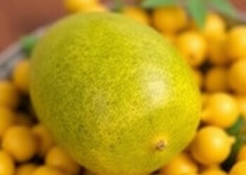 Scientists Unlock Antioxidant-Rich Oil from Yellow Melon Seeds