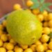Scientists Unlock Antioxidant-Rich Oil from Yellow Melon Seeds
