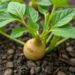 Selected DNA aptamers bind potato spindle tuber viroid and modulate infection