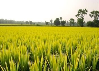 Silicon’s complex effects on arsenic in rice shaped by terrain and soil