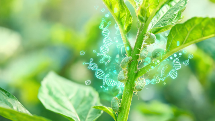 How Plants Fight Back: The Molecular Arms Race Against Aphids
