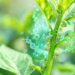 How Plants Fight Back: The Molecular Arms Race Against Aphids