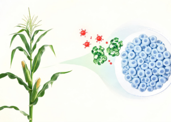 Superoxide Signal Controls Maize Stem Cell Niche Through a Glutaredoxin Enzyme Pair