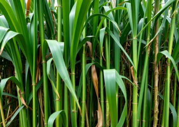 Green Cane Harvesting Emerges as Brazil’s Key Weapon for Soil Carbon