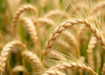 Genebank Goldmine Yields New Wheat Defenses Against Devastating Rust Diseases