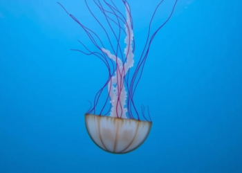 Upside-Down Jellyfish Grow Bigger and Denser in Caribbean Dry Season, Two-Year Study Reveals