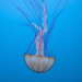 Upside-Down Jellyfish Grow Bigger and Denser in Caribbean Dry Season, Two-Year Study Reveals