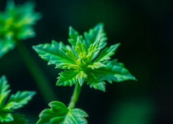 Scientists Discover the Missing Co-receptor That Lets Plants Signal Nitrogen Hunger Across Their Entire Body