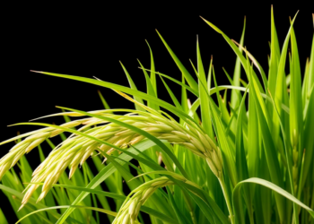 Metabolomic Study Uncovers How a Salt-Tolerant Rice Line Rewires Its Chemistry